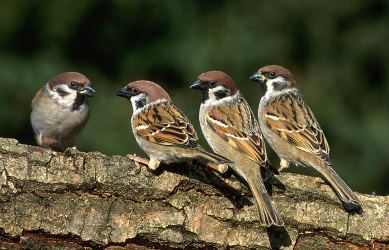 Terapia Famigliare Torino