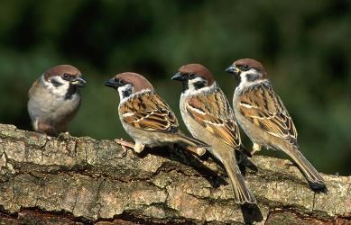 Terapia Famigliare Torino